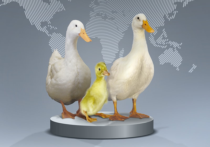 Feed efficiency and feeding behaviour in Pekin ducks Orvia