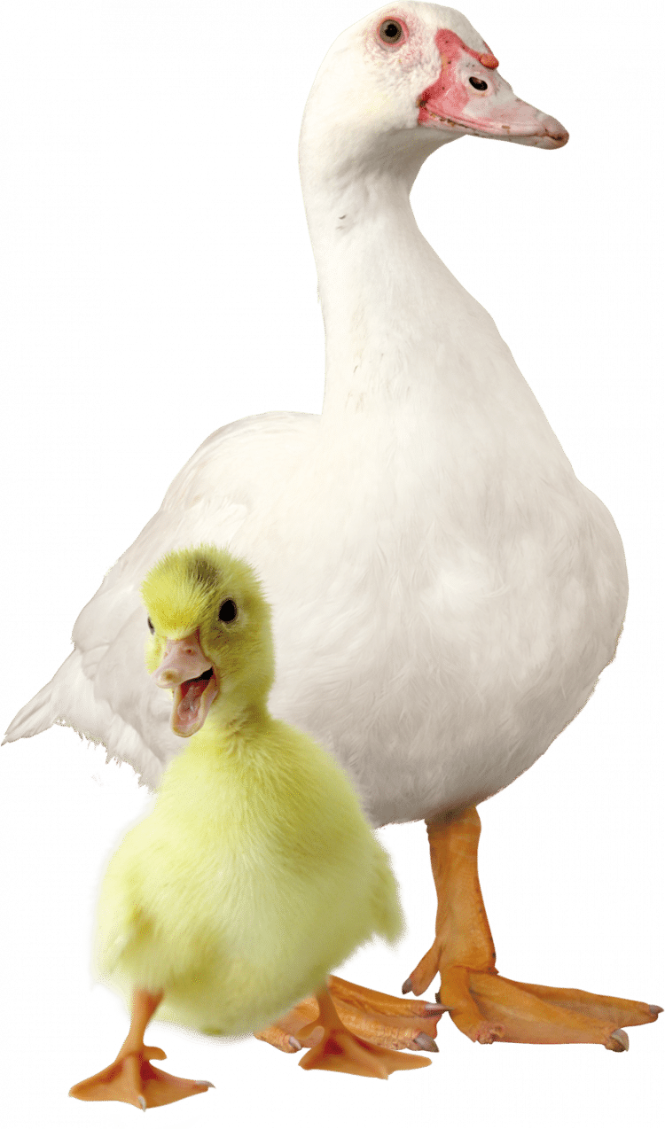 Canard et caneton Barbarie