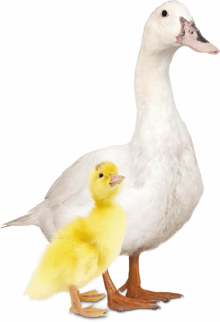 Canard et caneton Mulard