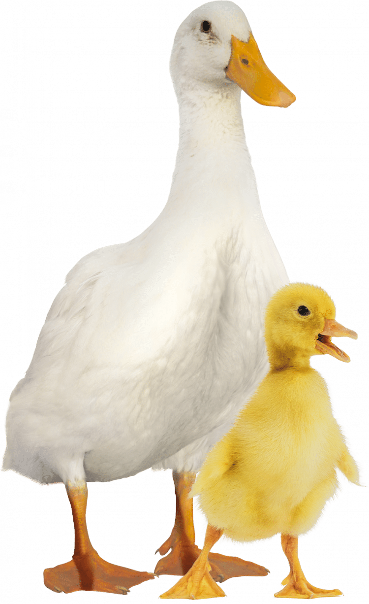 Canard et caneton Pékin